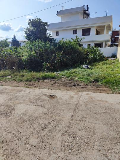 Sinaula malsi Main Image 1