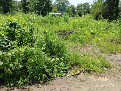 Image of 7500 Sq.ft Residential Plot / Land for sale in Sapgaon, Thane for Rs. 2200000