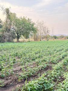 Homeland IIT Town Simrol Plot View 2