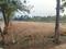Bhogapuram Plot View 2