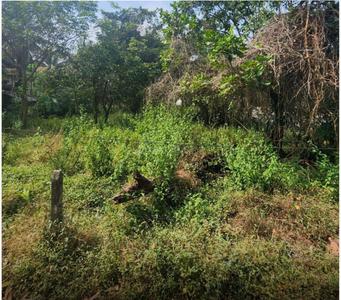 Image of 1575 Sq.ft Residential Plot / Land for sale in Verla Canca, Goa for Rs. 78700000