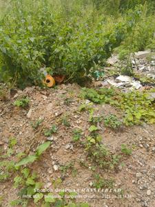 Image of 1200 Sq.ft Residential Plot / Land for sale in BTM Layout, Bengaluru for Rs. 22500000
