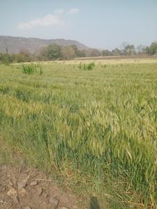 Image of 4000 Sq.ft Residential Plot / Land for sale in Simrol, Indore for Rs. 1200000