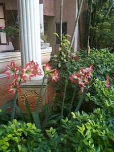 Image of 1650 Sq.ft 3 BHK Apartment / Flat for sale in Challaghatta, Bengaluru for Rs. 20000000