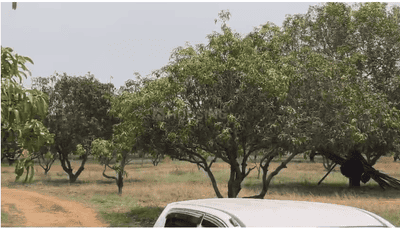 Bhogapuram Plot View 2