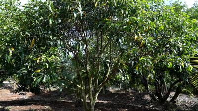 Image of 10890 Sq.ft Residential Plot / Land for sale in Kinathukadavu, Coimbatore for Rs. 7500000