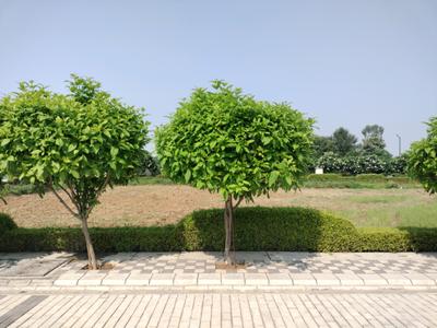 Image of 1152 Sq.ft Residential Plot / Land for sale in Mansha Oaks, Sector 98, Faridabad for Rs. 18100000