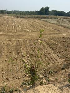 Image of 1035 Sq.ft Residential Plot / Land for sale in Harhua, Varanasi for Rs. 2600000