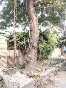 Gopi Colony Plot View 2