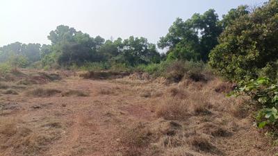 Image of 93108 Sq.ft 4 BHK Farm House for sale in Morjim, Goa for Rs. 1100000000