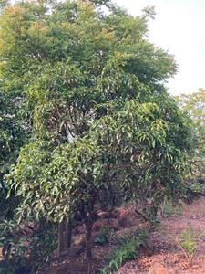 Image of 99000 Sq.ft Residential Plot / Land for sale in Khed, Chiplun for Rs. 10000000