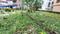 Bisharpara, Birati Plot View 2