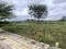 Devanahalli Plot View 2