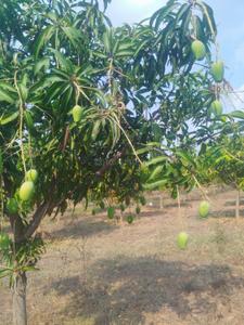 Image of 212 Sq.ft Residential Plot / Land for sale in Jinnaram, Sangareddy for Rs. 2300000
