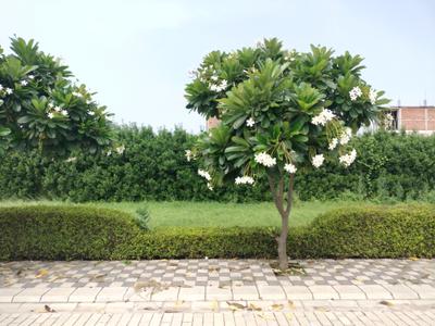 Image of 150 Sq.ft Residential Plot / Land for sale in Mansha Oaks, Sector 98, Faridabad for Rs. 16600000