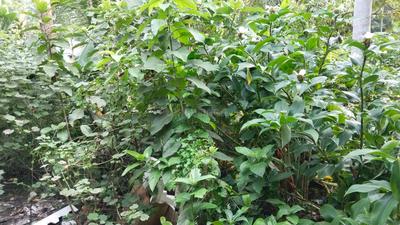 Image of 1082 Sq.ft Residential Plot / Land for sale in Uluberia, Howrah for Rs. 700000