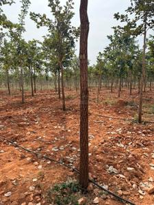 Image of 10800 Sq.ft Residential Plot / Land for sale in Donakonda, Prakasam for Rs. 1000000