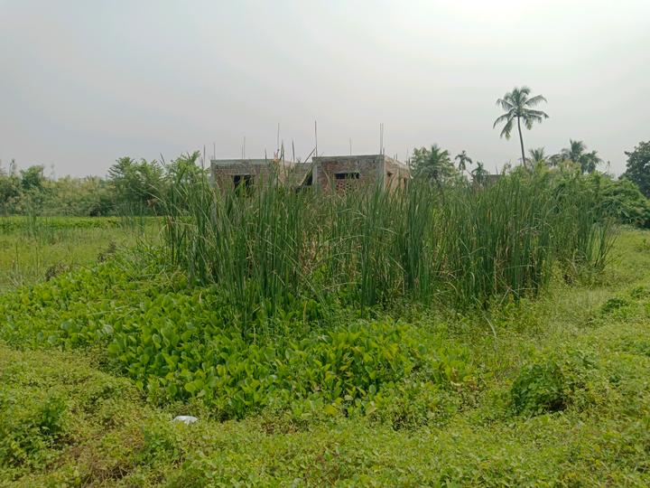 Mukundapur uchhepota Plot View 1