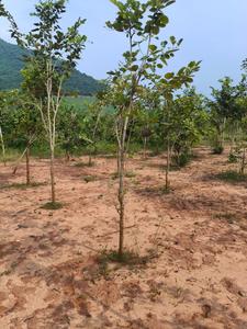 Sandal garden bhogapuram Plot View 3
