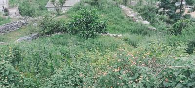 Kotli Plot View 3
