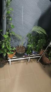 Image of 1003 Sq.ft 2 BHK Apartment / Flat for rent in Ten United Athashri, Lohegaon, Pune for Rs. 23000