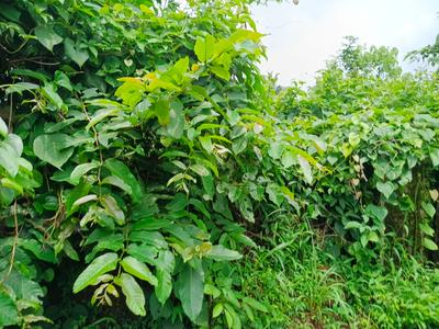 Image of 7000 Sq.ft Residential Plot / Land for sale in Kaikamba, Mangalore for Rs. 6500000