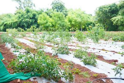 Image of 1485 Sq.ft Residential Plot / Land for sale in Vikarabad Town, Vikarabad for Rs. 2474835