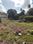 ROYAL RAJPUTANA CO Plot View 2