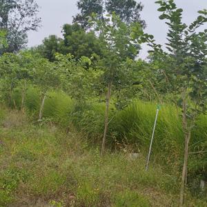 Image of 9600 Sq.ft Residential Plot / Land for sale in Chengalpattu, Chennai for Rs. 2400000