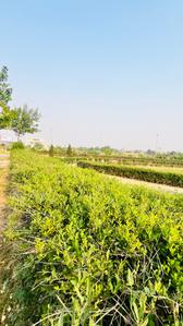 Image of 400 Sq.ft Residential Plot / Land for sale in Altus Space Muirwoods, New Chandigarh, Chandigarh for Rs. 38500000