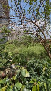Image of 1250 Sq.ft Residential Plot / Land for sale in Palhari, Barabanki for Rs. 3000000