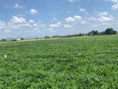 Image of 1200 Sq.ft Residential Plot / Land for sale in Kilpakkam- Arakkonam, Ranipet for Rs. 1000000
