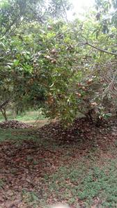 Image of 99999 Sq.ft Residential Plot / Land for sale in Kalayarkoil, Sivaganga for Rs. 300000000