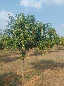 Image of 212 Sq.ft Residential Plot / Land for sale in Jinnaram, Sangareddy for Rs. 2300000