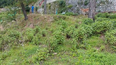 Image of 2160 Sq.ft Residential Plot / Land for sale in Mukteshwar, Nainital for Rs. 2000000