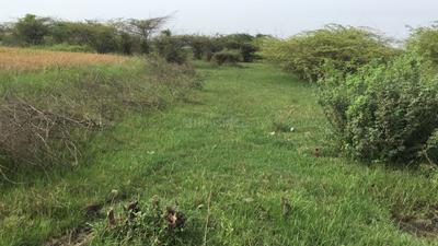 Thamaraipakkam Plot View 2
