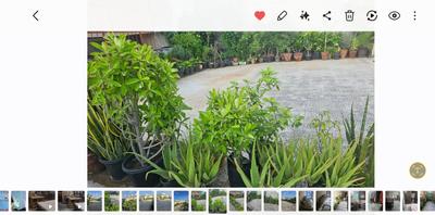 Image of 1600 Sq.ft 4 BHK Penthouse for sale in Nirman Nagar, Jaipur for Rs. 8500000