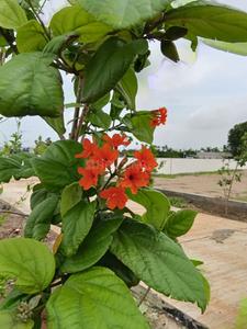Image of 2145 Sq.ft Residential Plot / Land for sale in Bliss Valley, Tadepalli, Vijayawada for Rs. 7200000