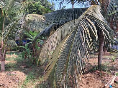 Image of 16115 Sq.ft Residential Plot / Land for sale in Vyttila, Kochi for Rs. 81400000