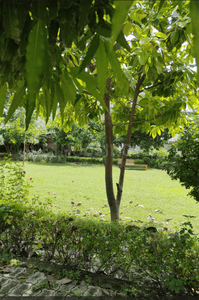 Image of 2025 Sq.ft 3 BHK Independent House for sale in Eldeco Udyan Suraksha Enclave, South City, Lucknow for Rs. 24000000