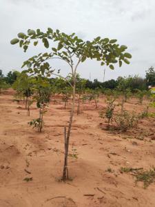Image of 200 Sq.ft Residential Plot / Land for sale in Bhogapuram, Visakhapatnam for Rs. 1200000