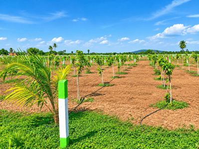 Image of 9600 Sq.ft Residential Plot / Land for sale in Chengalpattu, Chennai for Rs. 2400000