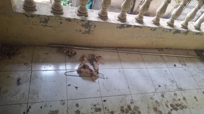 Balcony Image of 1000 Sq.ft 2 BHK Apartment / Flat for rent in Vishrantwadi Pune for Rs. 22000