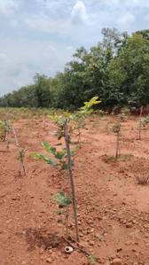 Image of 100 Sq.ft Residential Plot / Land for sale in Kothavalasa, Visakhapatnam for Rs. 650000