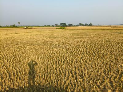 Image of 43560 Sq.ft Residential Plot / Land for sale in Pipili, Puri for Rs. 12500000
