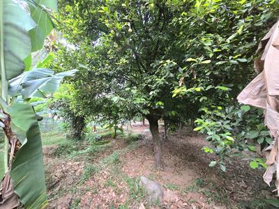 Image of 3262 Sq.ft Residential Plot / Land for sale in Alangad, Kochi for Rs. 3150000