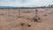 Shekinah Main Image 1
