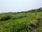 Sonargaon 2 Plot View 2