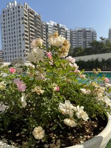 Image of 1405 Sq.ft 2 BHK Apartment / Flat for sale in Om Shiv Kailasa Phase II, Mihan, Nagpur for Rs. 6350000