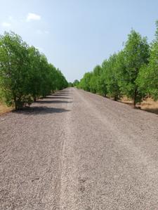 Image of 1000 Sq.ft Residential Plot / Land for sale in Naya Raipur, Raipur for Rs. 749001